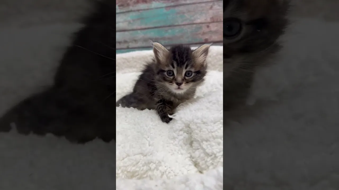 動画