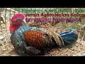 Masteran suara betina ayam hutan hijau super ampuh untuk memancing suara pejantan