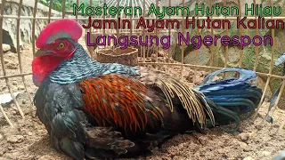 Download Masteran suara betina ayam hutan hijau super ampuh untuk memancing suara pejantan MP3