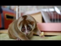 Slow Loris eating Banana