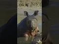 Download Lagu Heading into summer, it’s time for a vacay! | San Diego Zoo \u0026 Safari Park. #shorts
