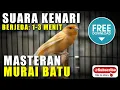 Download Lagu MASTERAN MURAI BATU 🔴 SUARA KENARI berjeda 1-2 agar burung mudah meresap suara masteran ini