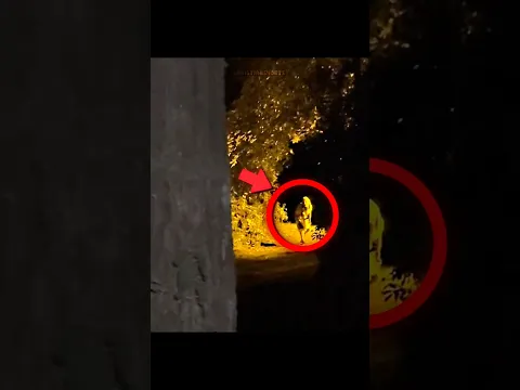 He Saw It In The Woods... π±