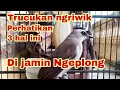 Download Lagu cara mengatasi trucukan yang ngeriwik biar cepat ngeplong