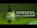 Frog sounds - Relax and imagine yourself being happy in nature