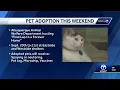 Abq pet adoption this weekend