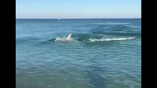 خروج سمكة القرش علي شاطئ من شواطئ شرم الشيخ 