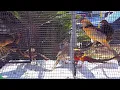 Jedds Bird Supplies - August 2024 Bird Sale
