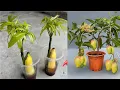 Download Lagu just banana after 5 days grow like crazy; simple mango propagation technique no cost