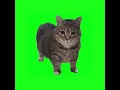 OIIA OIIA (Spinning Cat) - W&W