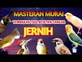 Download Lagu MASTERAN MURAI BATU FULL ISIAN TEMBAKAN MEWAH MUDAH MASUK MURAI APAPUN ISIAN JELAS DAN JERNIH