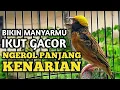 Download Lagu MANYAR GACOR FULL TEMBAKAN KENARIAN 100% AMPUH buat MASTERAN MANYAR BAHAN AGAR CEPAT GACOR ISIAN