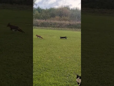 cat chasing fox