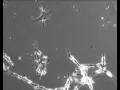 Neurons under microscope