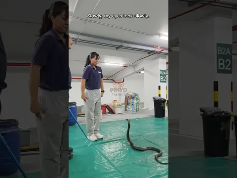 ยังหายใจอยู่นะ 🐍😮‍💨 #ห้ามทำตาม #งูเห่า #cobra #งู #snake #ภิญโญคนจับงู #มือปราบอสรพิษ #อสรพิษ