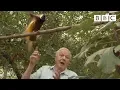 Bird interrupts David Attenborough Attenborough s Paradise Birds - BBC