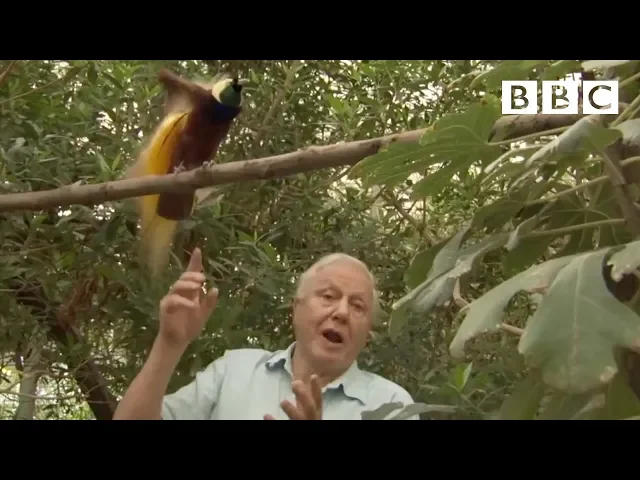 Bird interrupts David Attenborough | Attenborough's Paradise Birds - BBC