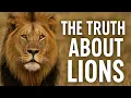 Lions Are More Than Just Hunters The Truth About Their Wild Lives