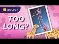 Intro to Evolution What We Can Learn From a Giraffe s Neck Crash Course Biology