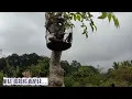 Download Lagu Memikat burung manyar seru banget