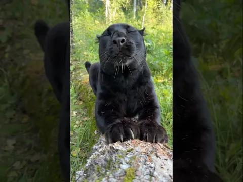 panther’s pleasure 😸