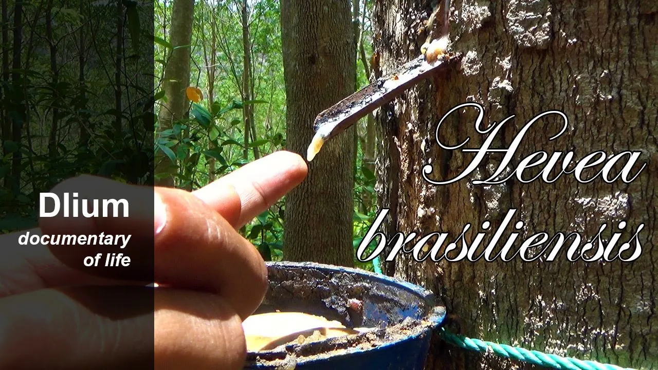 Rubber tree (Hevea brasiliensis) - part 1