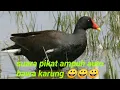 Download Lagu suara pikat mandar memanggil teman