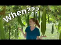 When Should I Harvest My Loofah Gourds How to Grow Loofahs Part 4