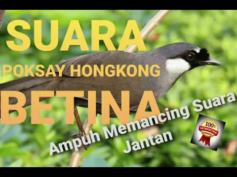 Download MP3 SUARA TERAPI POKSAY HONGKONG BETINA AMPUH MEMBUAT BURUNG JANTAN  BERKICAU! #poksayhongkong #poksay