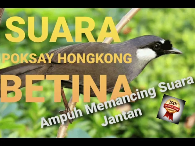 Download MP3 SUARA TERAPI POKSAY HONGKONG BETINA AMPUH MEMBUAT BURUNG JANTAN  BERKICAU! #poksayhongkong #poksay