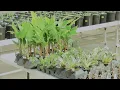 Why you should know your allergies before buying plants
