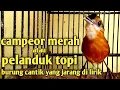 Download Lagu Review burung pelanduk topi || calon burung primadona
