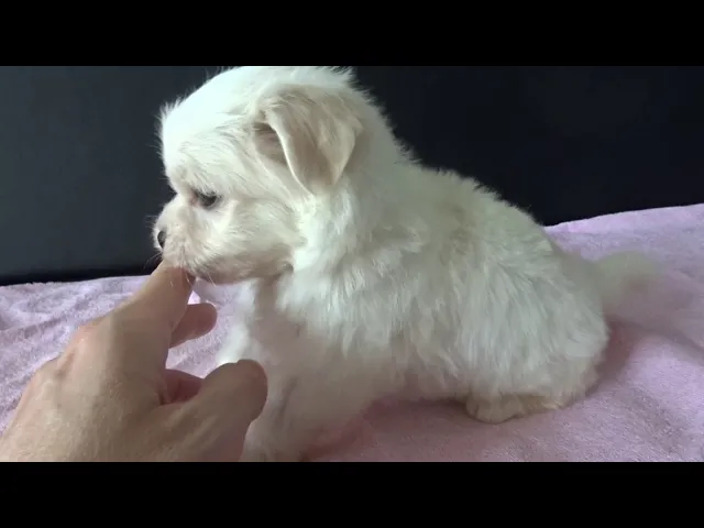 動画