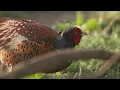 Morning Forest Ambience | Birdsong & Gentle Nature Sounds | Peaceful Earth