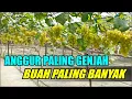 Download Lagu ANGGUR PALING GENJAH BUAH PALING BANYAK