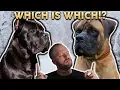 CANE CORSO OR BOERBOEL Whats The Difference