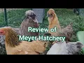 Meyer Hatchery Review 6 Months Later What You Need to Know