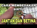 Download Lagu Membedakan sirtu cipow jantan dan betina yang jarang diketahui banyak orang