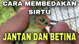 Download Membedakan sirtu cipow jantan dan betina yang jarang diketahui banyak orang MP3