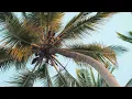 💤4K UHD MALDIVAS,Magnificas imagens das Ilhas,Corais,Praias,e suas Lagoas Azuis,e Música Relaxante