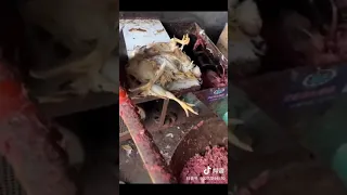 فديو فرم الفراخ الميته حسبنا الله ونعم الوكيل 