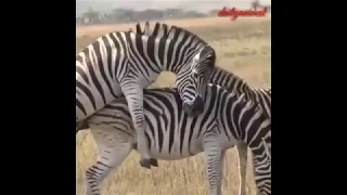 zebra mating compilation 2019 zebra breeding 1 3 