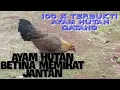 Download Lagu Suara ayam hutan betina memikat ayam hutan jantan