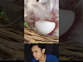 Jadi begini cara ayam Bertelur#funnyvidio #animals #ayam #shortt