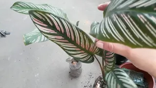 como replantar  maranta de forma fácil usando areia e substrato