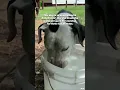 As the weather gets warmer spring turns into summer remember it s so easy for dogs to overheat
