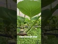Download Lagu Kiwi fruit #budbreak #nature #kiwifruit #kiwis #2 weeks after budbreak