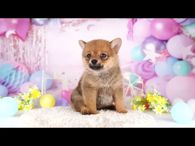 動画