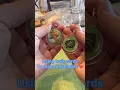My favorite way to use bulk cards right now