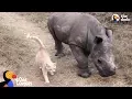 Cat and Baby Rhino are Best Friends The Dodo Odd Couples